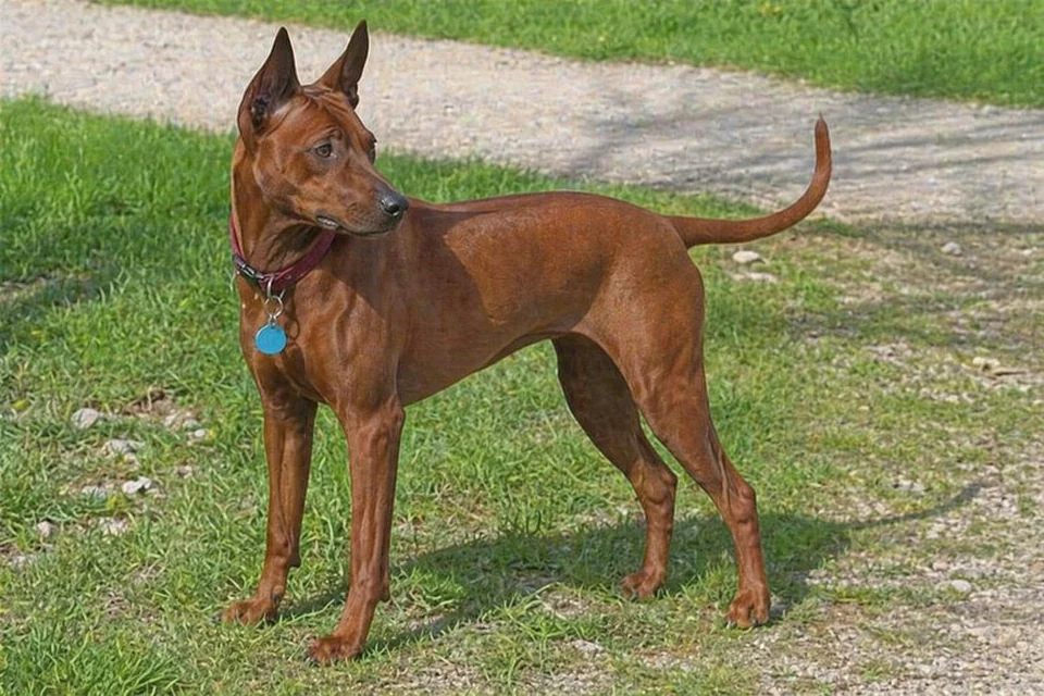 Thai Ridgeback - AI-generated breed portrait