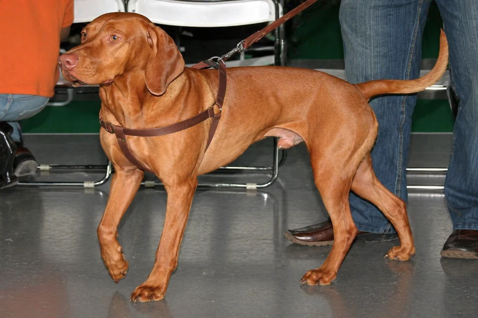 Vizsla - AI-generated breed portrait