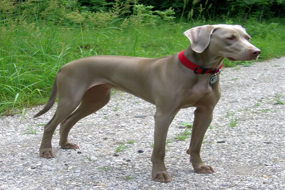 Weimaraner - AI-generated breed portrait