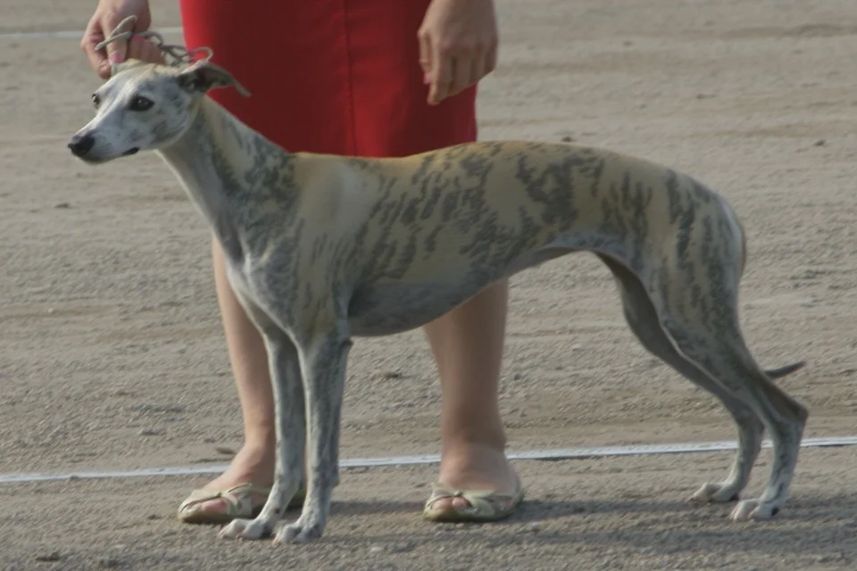Whippet - AI-generated breed portrait